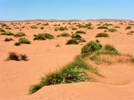 Апрель в Сахаре