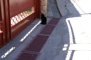 Черным котам вход запрещен!