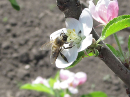 Harvesting For Nectar