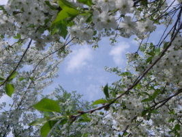 Небо в цветочек