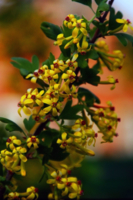 Желтые цветы черной смородины
