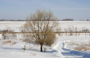Зимний пейзаж с деревом