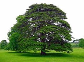  Одинокое дерево