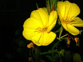 Ночные цветы