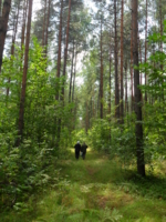 прогулка по лесу