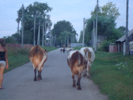 Крепость из коров)))