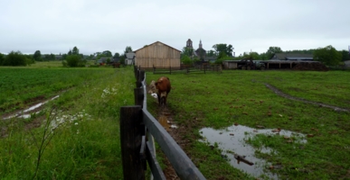 Деревня, грязь, коровы