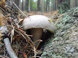 И меж камней растут грибы