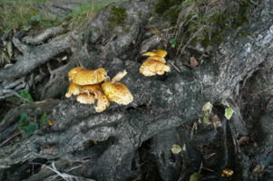 И на корнях растут грибы