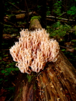 Некие грибы