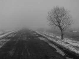 Туман, дорога, одинокое дерево