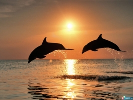 дуэт дельфинов