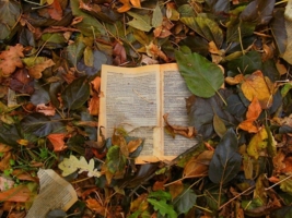 книга в листьях