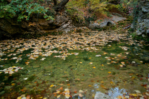 Уплывают листья по воде