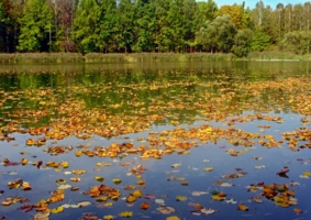 Осень проплывает листопадом.