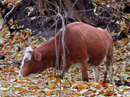 Корова в осеннем лесу