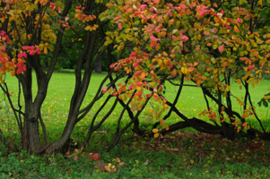 Осенняя акварель