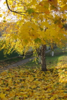 Листья желтые.