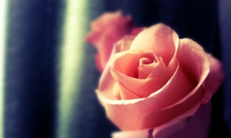 Rose...