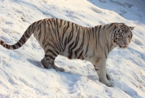 Белый тигр на снегу.