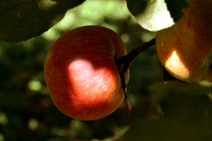 яблоко Евы 