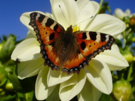 бабочка-красавица