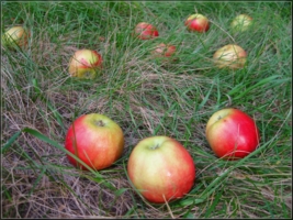 Яблоки на траве...