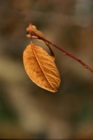 Осенний листочек