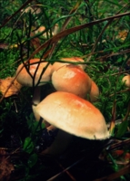 Семейство грибов