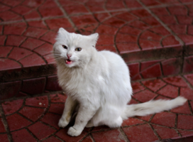 Белый кот на красных ступенях