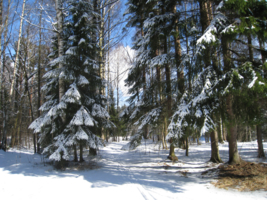 Тих и светел зимний лес