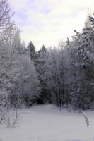 Зимний лес 2
