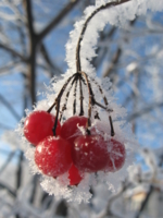 ягоды в снегу
