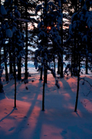 Морозный закат в зимнем лесу.