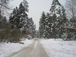 Дорога в зимний лес