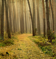 дорога лесом