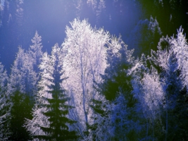 В темно синем лесу