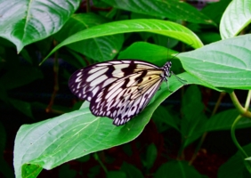 Честерские бабочки