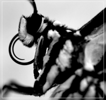 Портрет бабочки