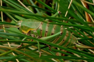 Кузнечик