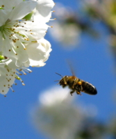 Пчёлка труженица