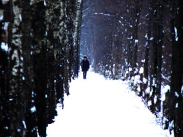 Зимняя прогулка.