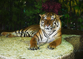 Одинокий тигррр
