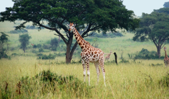 Писающий жираф