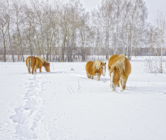 Глубокий снег.