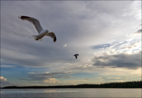 Полёт чайки над Белым морем