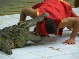 трудно быть крокодилом... 