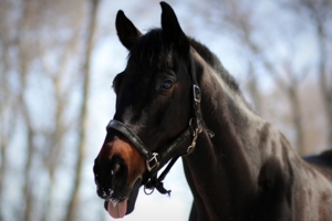 Horse Tongue