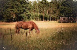Пейзаж с конем