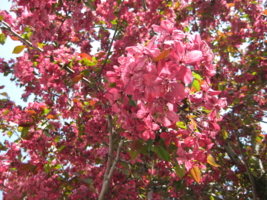 "Розовая" весна